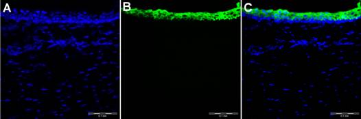 fig7